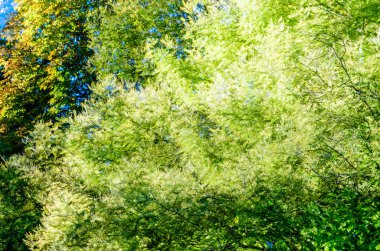 renkli sonbahar arka plan