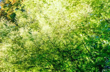 renkli sonbahar arka plan