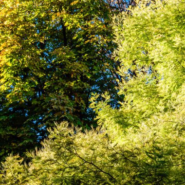 renkli sonbahar arka plan