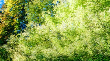 renkli sonbahar arka plan