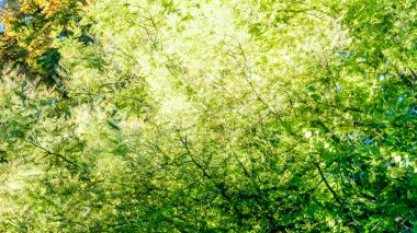 renkli sonbahar arka plan