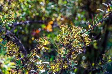 renkli sonbahar arka plan