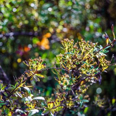 renkli sonbahar arka plan