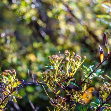 renkli sonbahar arka plan