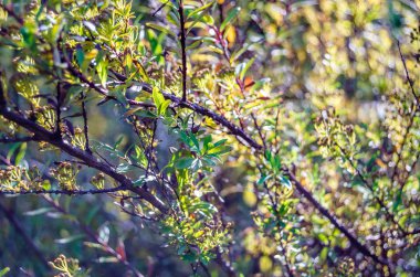 renkli sonbahar arka plan