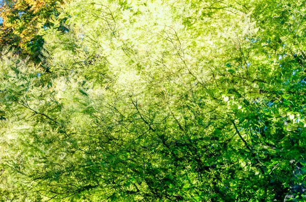 renkli sonbahar arka plan