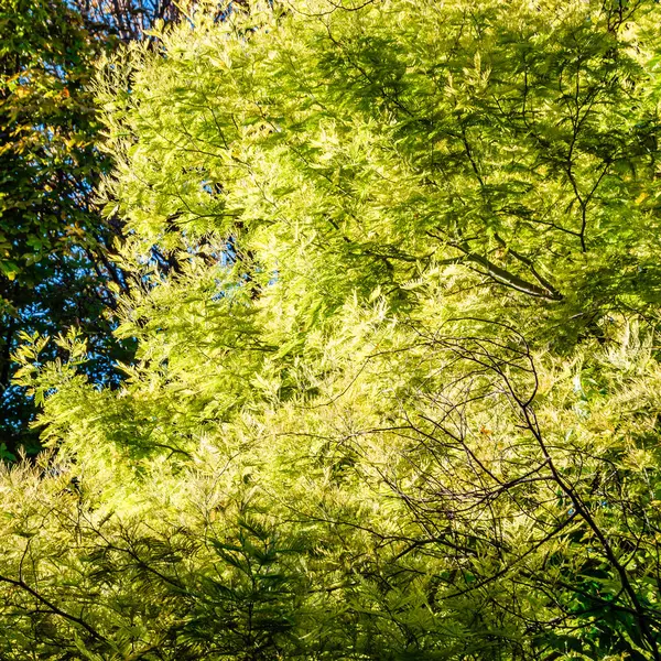 renkli sonbahar arka plan