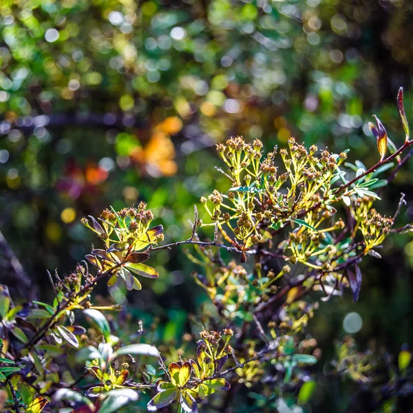 renkli sonbahar arka plan