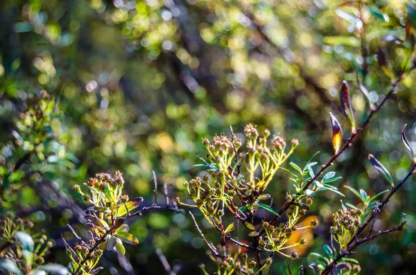 renkli sonbahar arka plan