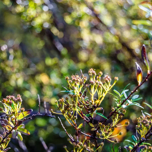 renkli sonbahar arka plan