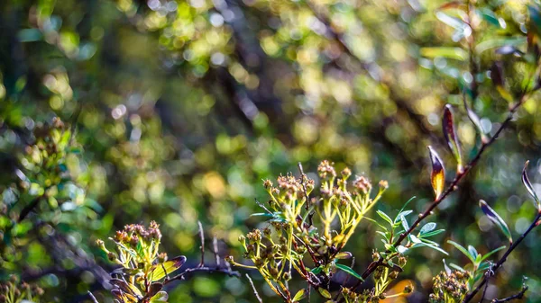 renkli sonbahar arka plan