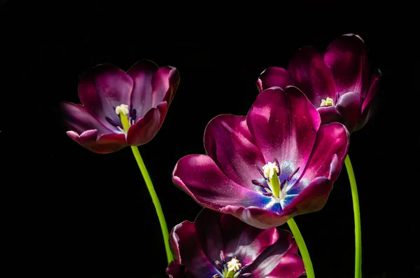 Rote Tulpen, Frühling Hintergrund — Stockfoto