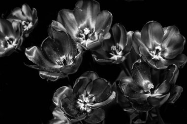 siyah ve beyaz laleler