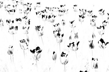 siyah ve beyaz laleler