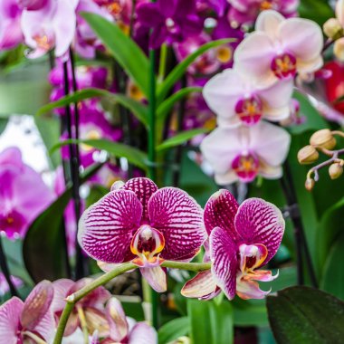 Orkide çiçek çiçek