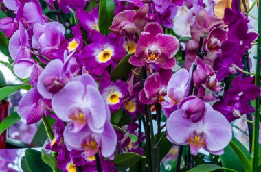 Orkide çiçek çiçek