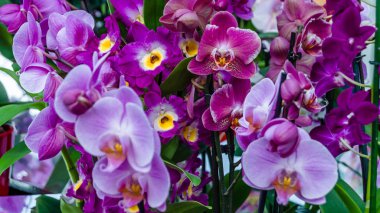 Orkide çiçek çiçek