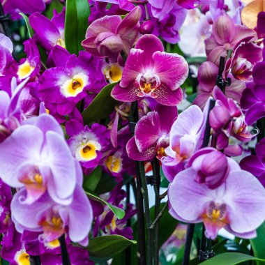 Orkide çiçek çiçek