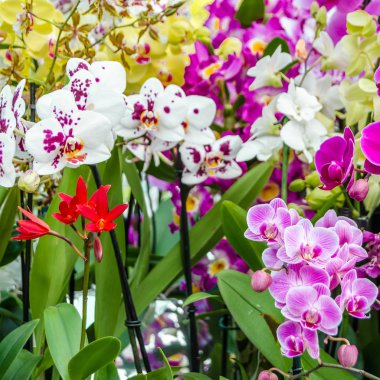 Orkide çiçek çiçek