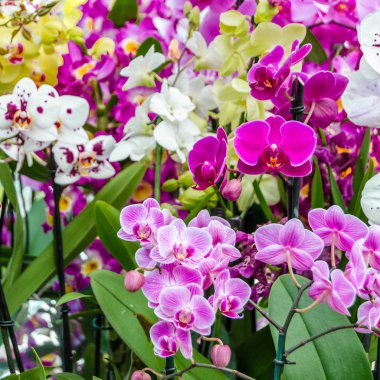 Orkide çiçek çiçek