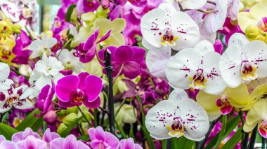 Orkide çiçek çiçek