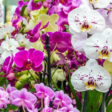 Orkide çiçek çiçek