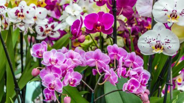 Orkide çiçek çiçek