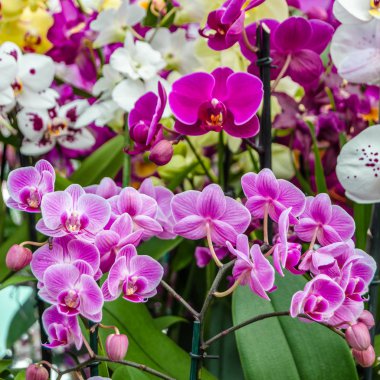 Orkide çiçek çiçek