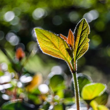 sonbahar renkleri arka plan