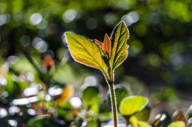 sonbahar renkleri arka plan