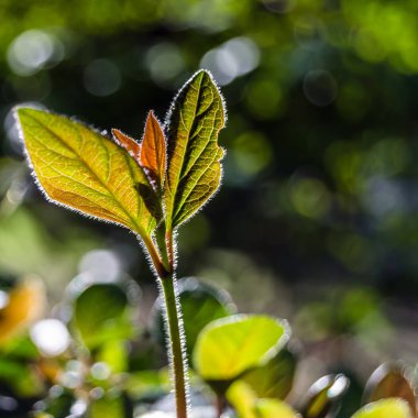 sonbahar renkleri arka plan
