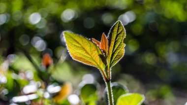 sonbahar renkleri arka plan