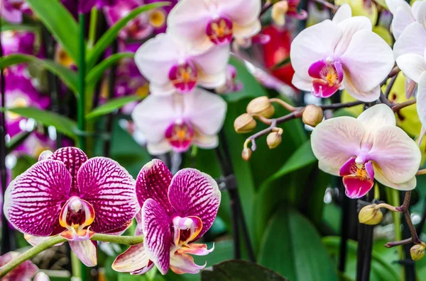 Orkide çiçek çiçek
