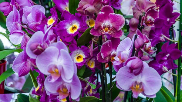 Orkide çiçek çiçek