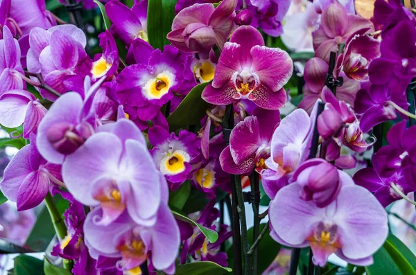 Orkide çiçek çiçek