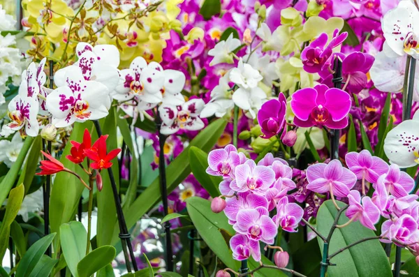 Orkide çiçek çiçek