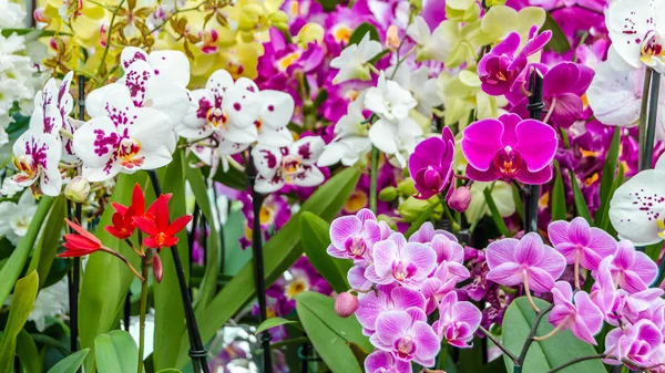 Orkide çiçek çiçek