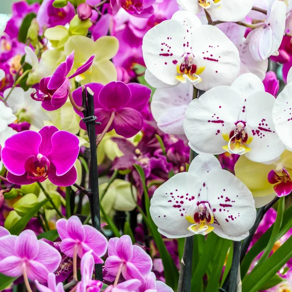 Orkide çiçek çiçek