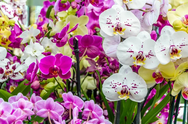 Orkide çiçek çiçek