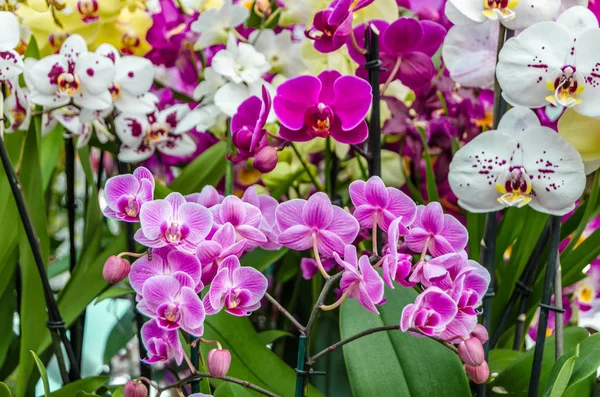 Orkide çiçek çiçek