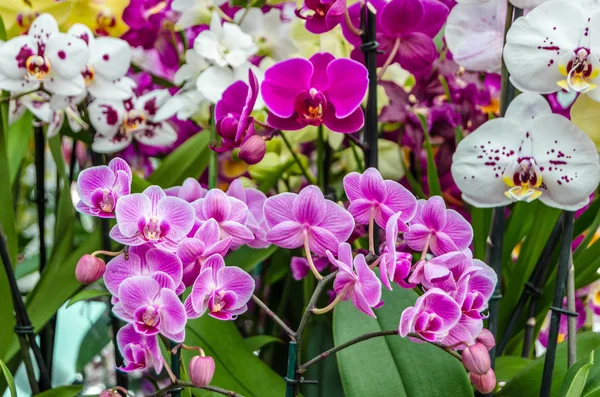 Orkide çiçek çiçek