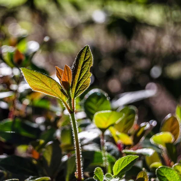 sonbahar renkleri arka plan