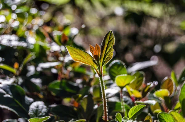 sonbahar renkleri arka plan