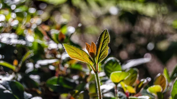 Outono cores fundo — Fotografia de Stock