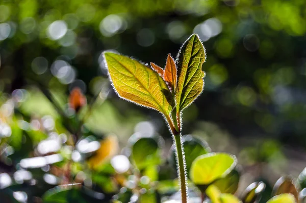 sonbahar renkleri arka plan