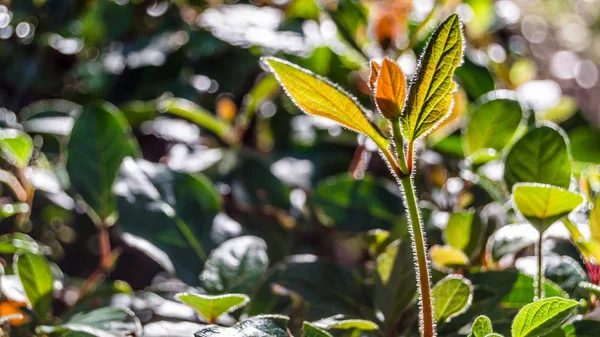 sonbahar renkleri arka plan