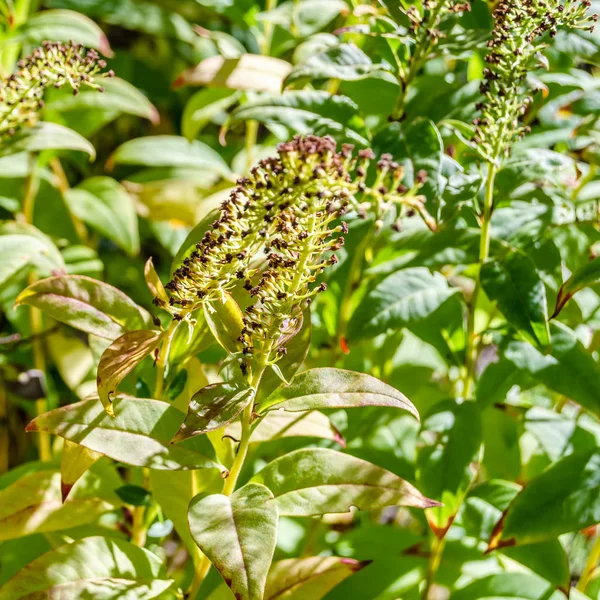 sonbahar renkleri arka plan