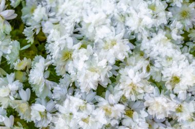 Beyaz kasımpatı çiçeği