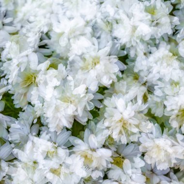 Beyaz kasımpatı çiçeği