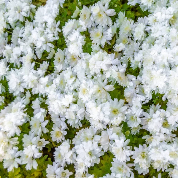 Λευκό χρυσάνθεμο λουλούδι — Φωτογραφία Αρχείου
